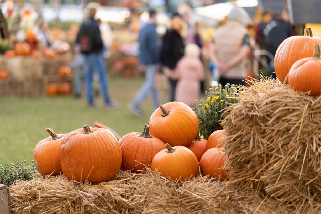 The Great Summerlin Pumpkin Patch
